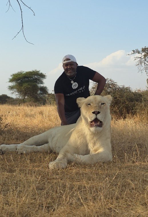 A lion resting in dry grass, photographed from a safari vehicle.