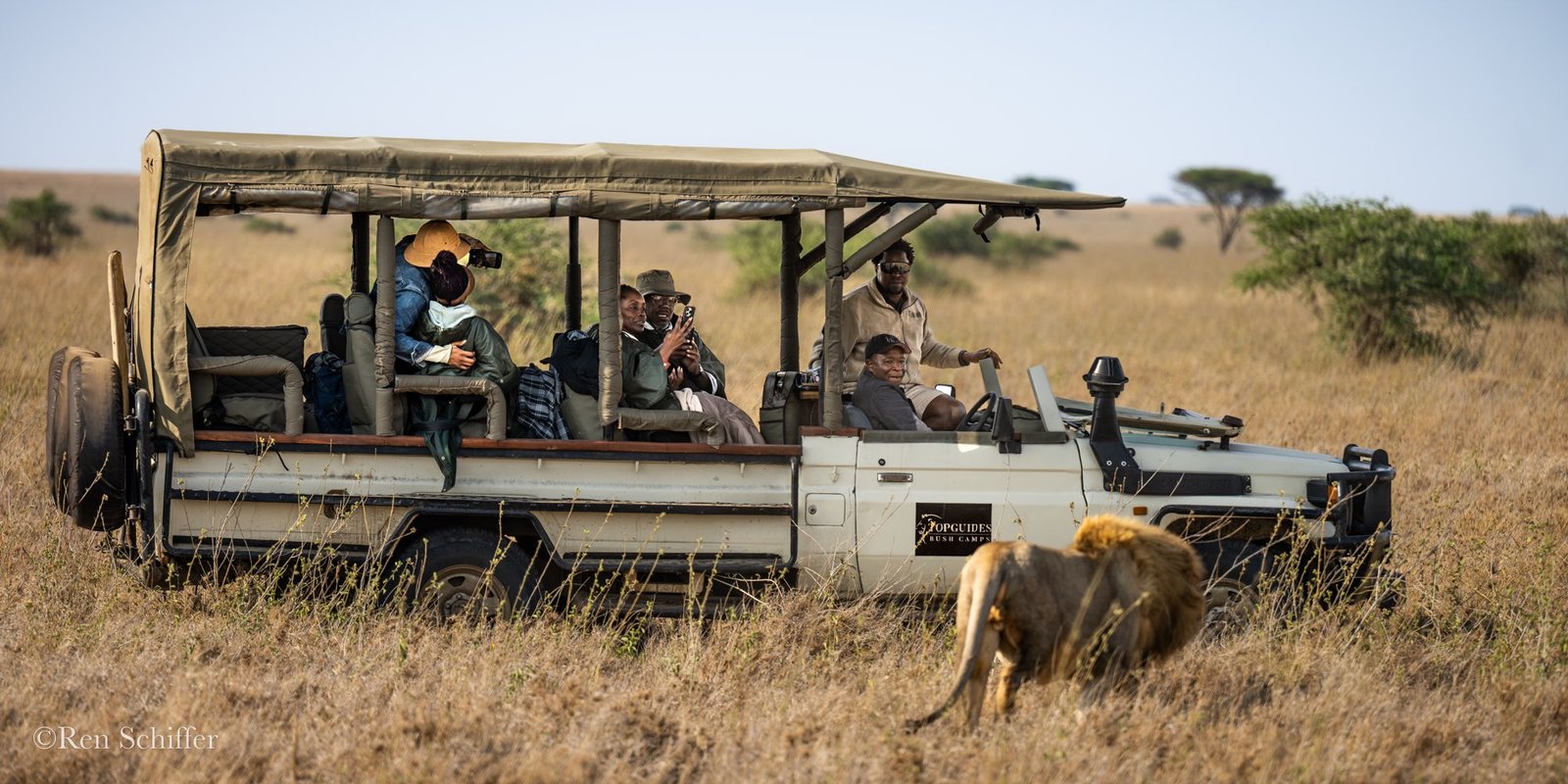 Travelers on a game drive watch a lion walk past their open safari vehicle on the open savannah.